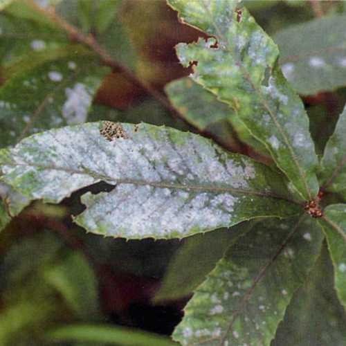 苹果白粉病 特点及防治