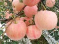 红富士苹果表光